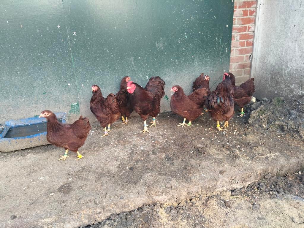 Te koop broedeieren van de wyandotte kriel., Dieren en Toebehoren, Pluimvee, Geslacht onbekend, Kip