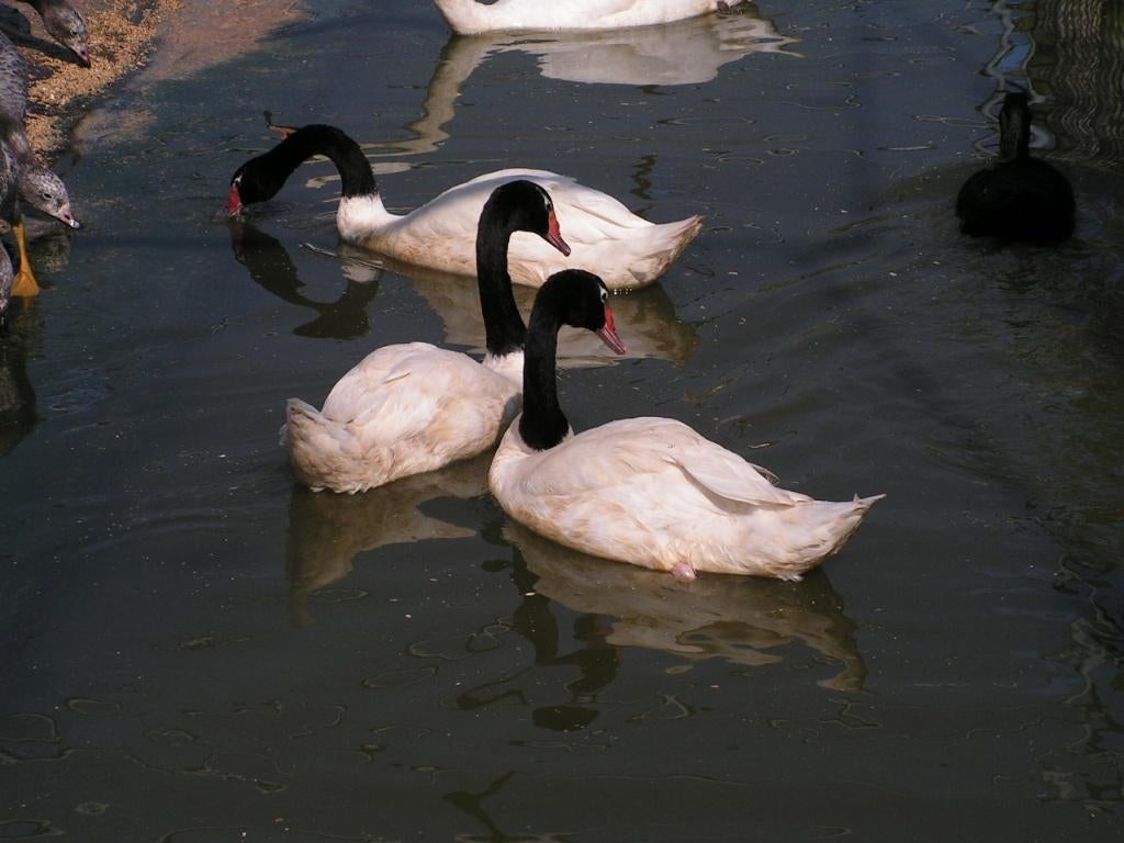 Zwarthals zwanen | Passend advies, Dieren en Toebehoren, Meerdere dieren, Gans of Zwaan