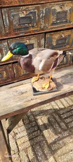 Prachtige Eend, Ophalen of Verzenden, Zo goed als nieuw, Vogel, Opgezet dier
