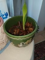 Sanseveria stekje - Vrienden van de Sanseveria, Ophalen of Verzenden, Halfschaduw, Minder dan 100 cm