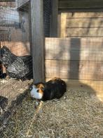 Cavia ( mannetje) te koop. Gladharig, Dieren en Toebehoren, Knaagdieren, Cavia, Mannelijk, Juli, Tam