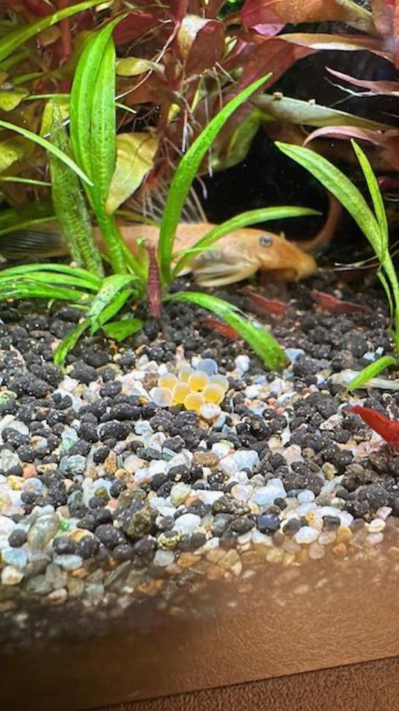 Ancistrus L144, Dieren en Toebehoren, Vissen | Aquariumvissen, Zoetwatervis, Vis