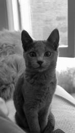 Vermist!, Dieren en Toebehoren, Vermiste en Gevonden Dieren
