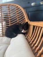 Lief kitten zoekt gouden huisje, Dieren en Toebehoren, Katten en Kittens | Raskatten | Korthaar, Poes, Ontwormd