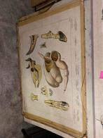 24X Oude schoolplaten biologie,landkaarten,stadsgezichten, Antiek en Kunst, Antiek | Schoolplaten, Ophalen, Natuur en Biologie
