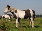 Irish Cob / tinker hengstjes en merrie, Meerdere dieren