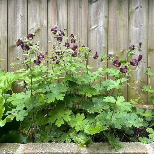20 +2 geranium phaeum, donkere Geranium, ooievaarsbek, p9pot, Tuin en Terras, Planten | Tuinplanten, Vaste plant, Overige soorten
