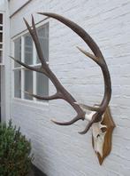 EDELHERT GEWEI ongelijke 10-ender met echte schedel (ref. i)