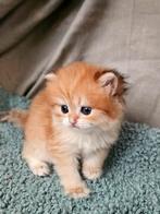 Britse langharige kitten, Black Golden shell + luxe stamboom, Dieren en Toebehoren, Katten en Kittens | Raskatten | Korthaar, Meerdere dieren