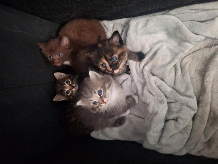 Kruising van britse korthaar en noorse boskat, Dieren en Toebehoren, Katten en Kittens | Raskatten | Korthaar, Meerdere dieren
