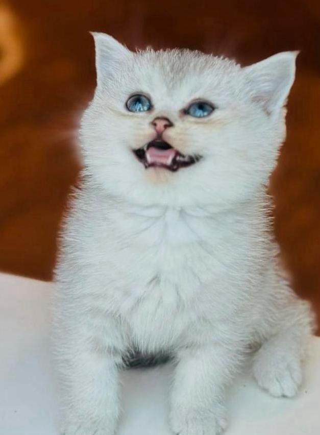 british korthaar, Dieren en Toebehoren, Katten en Kittens | Raskatten | Korthaar, Meerdere dieren, 0 tot 2 jaar, Ontwormd