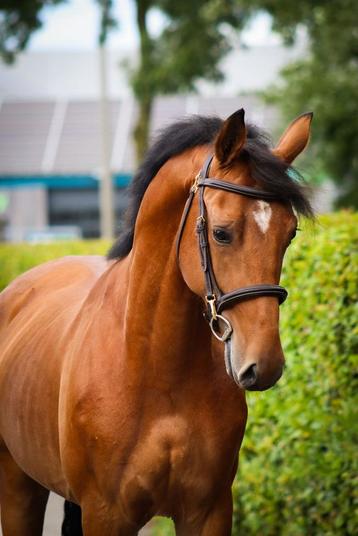 Stoere 3 jarige ruin beschikbaar voor biedingen