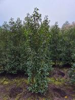 Portugese Laurier 175-200cm, Tuin en Terras, Planten | Bomen, Overige soorten, Lente, 100 tot 250 cm, Ophalen
