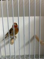 Prachtige bastaard putter/kanarie, Dieren en Toebehoren, Vogels | Overige Vogels, Mannelijk, Wildzangvogel, Geringd