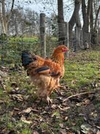 Jonge Brahma Haan - Buff zwart columbia, Dieren en Toebehoren, Pluimvee, Mannelijk, Kip