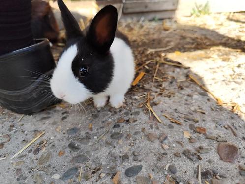 Hollander konijnen, Dieren en Toebehoren, Konijnen, Middelgroot, Meerdere dieren