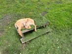 Dwerggeit bokjes te huur, Dieren en Toebehoren, Schapen, Geiten en Varkens, Mannelijk, Geit