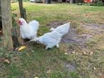Zijdehoen toompje wit, Dieren en Toebehoren, Pluimvee, Meerdere dieren, Kip
