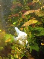 Koppel platinum panda maanvissen, Dieren en Toebehoren, Vis