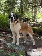 Hondentraining - Heb jij hulp nodig met je viervoeter?, Boeken, Ophalen of Verzenden, Zo goed als nieuw