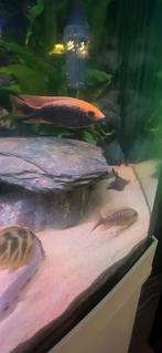 Aulonocara sunset man, Vis