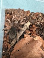 Grammostola Pulchra, Dieren en Toebehoren, Insecten en Spinnen, Bijen