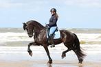 Grote sportieve 5 jarige veulenboek friese merrie, Dieren en Toebehoren, Paarden, Merrie, Gechipt, Dressuurpaard, 3 tot 6 jaar