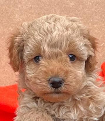 Thuisnestje: Prachtige dwergpoedel & toypoedel pups beschikbaar voor biedingen