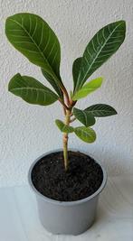 Madagascar Jewel., Ophalen, Overige soorten, Minder dan 100 cm