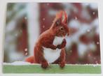 Kaart met 3d-effect: eekhoorn in de sneeuw, Verzamelen, Ansichtkaarten | Dieren, Ophalen of Verzenden, 1980 tot heden, Ongelopen