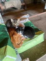 Kittens, Dieren en Toebehoren, Meerdere dieren, Kortharig, 0 tot 2 jaar