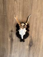 Geweitje in prima staat, Ophalen of Verzenden