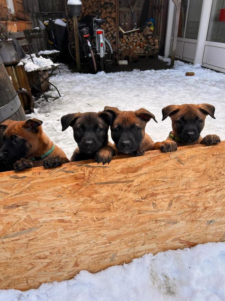 Mechelse herder reu 2x, Dieren en Toebehoren, Honden | Herdershonden en Veedrijvers, Reu, Herder, Particulier, Eén hond, Nederland