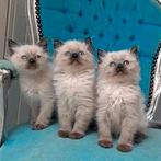 Ragdoll bluepoint sealpoint nog 2 katers  kitten's, Dieren en Toebehoren, Gechipt, Meerdere dieren, 0 tot 2 jaar