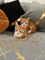 Hele kieve kittens, Dieren en Toebehoren, Katten en Kittens | Overige Katten, Kater