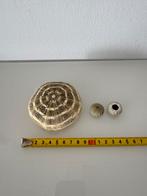 Zee egel set, Ophalen of Verzenden, Schelp(en)