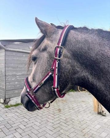 4jarige knappe D pony beschikbaar voor biedingen