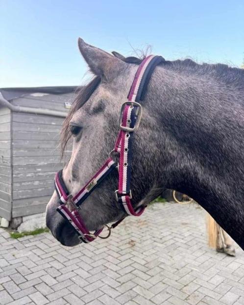 4jarige knappe D pony, Dieren en Toebehoren, Stalling en Weidegang, Toebehoren, 1 paard of pony