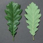 Gevraagd: wintereik Quercus petraea, Ophalen, Volle zon, Overige soorten, 250 tot 400 cm