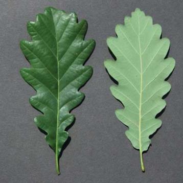 Gevraagd: wintereik Quercus petraea beschikbaar voor biedingen