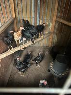 Shamo kuikens, Meerdere dieren, Kip