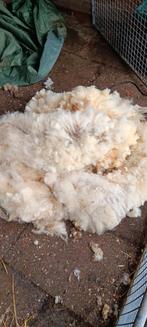 Schapen vacht/wol, Vrouwelijk, Schaap