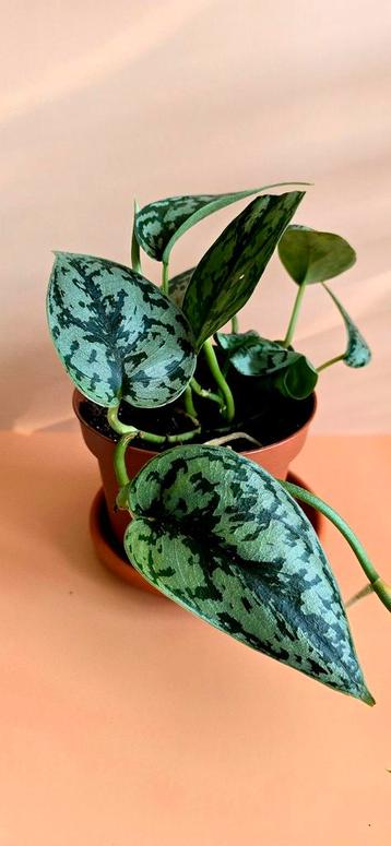 Scindapsus 'Silver Lady' beschikbaar voor biedingen