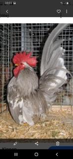 G E Z O C H T !! Chabo haan + 2 hennen, Dieren en Toebehoren, Pluimvee, Meerdere dieren, Kip