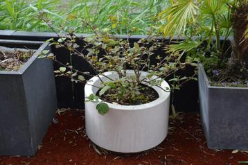 Witte hortensia in witte ronde kunststof plantenbak Ø 60 cm beschikbaar voor biedingen