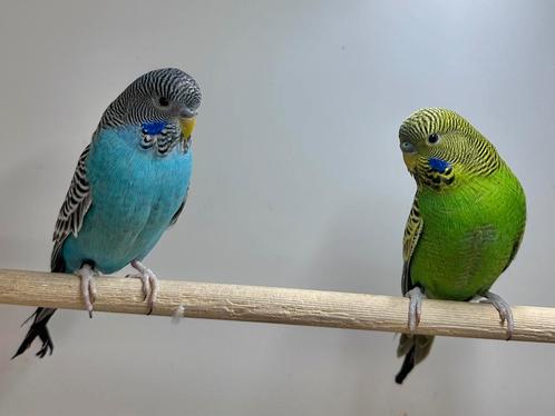 Blackface parkieten mannen, Dieren en Toebehoren, Vogels | Parkieten en Papegaaien, Parkiet, Meerdere dieren