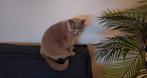 Britse Korthaar Lilac, Dieren en Toebehoren, Katten en Kittens | Raskatten | Korthaar, Poes