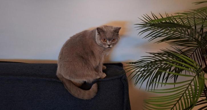 Britse Korthaar Lilac, Dieren en Toebehoren, Katten en Kittens | Raskatten | Korthaar, Poes