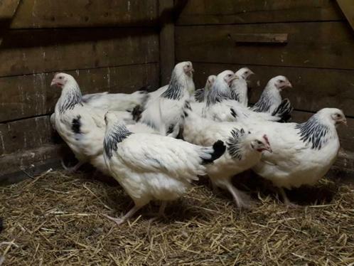 Sussex kippen ; Columbia kleur., Dieren en Toebehoren, Pluimvee, Kip, Vrouwelijk
