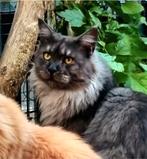 XXL Maine Coon Rus DEKKATER Black-Smoke Creme-Smoke soc.Reus, Dieren en Toebehoren, Katten en Kittens | Dekkaters, 3 tot 5 jaar